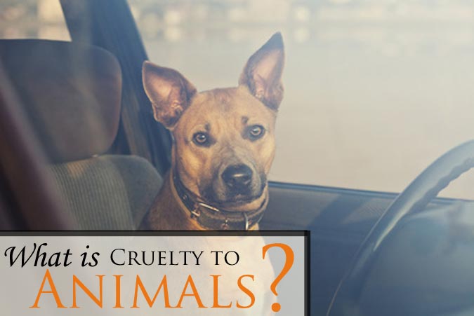 Larimer County Cruelty to Animals Lawyer | Animal Abuse