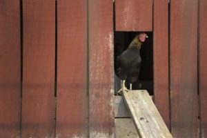 Theft in Fort Collins | But Where Are the Chickens?