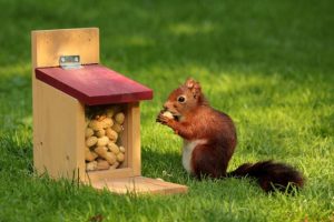 Fort Collins Attempted Murder Lawyer | A Squirrel at the Center of a Battle