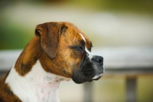 Fort Collins Animal Cruelty Attorney</br>Woman Kills Dog as Revenge 