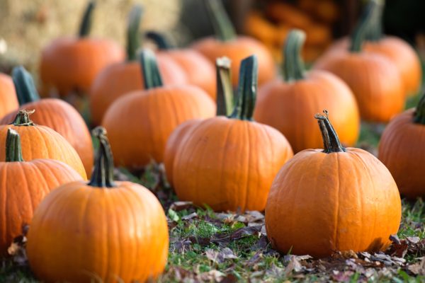 Two men are facing felony Criminal Mischief charges for vandalism after throwing pumpkins through car windows, causing thousands of dollars in damages.