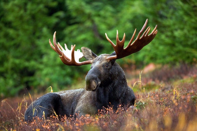 A woman was charged with Harassment of Wildlife after smacking a moose on the butt. Read more here.