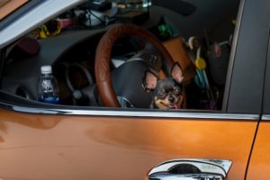 Driving Under the Influence Second Offense in Fort Collins </br>But, My Dog Was Driving!