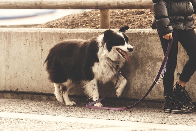 A man was arrested for Harassment for following a woman who was walking her dog. Read more about this story and Harassment charges here.
