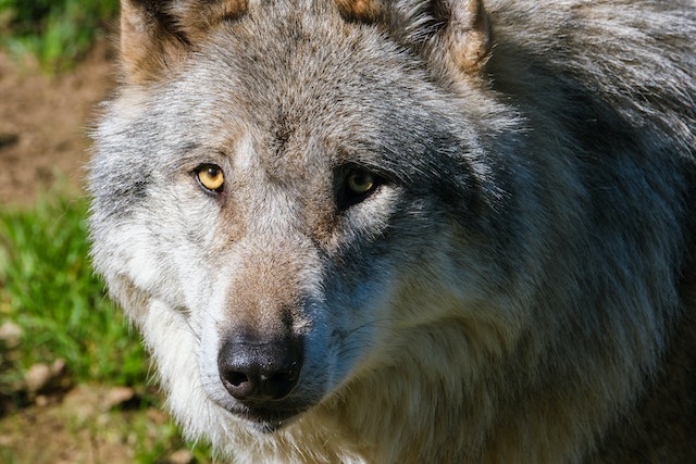 A man was charged with Aggravated Cruelty to Animals for shooting a wolf dog that had escaped its enclosure. Read more here.
