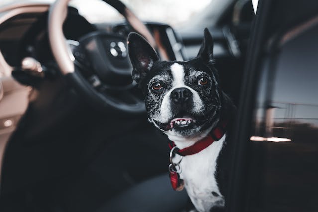 Cruelty to Animals, C.R.S. 18-9-202, is often charged in Fort Collins and throughout Colorado for leaving dogs in hot cars. If you've been criminally charged, call our top criminal defense lawyers today at 970-658-0007.